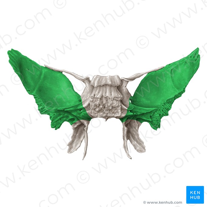 Greater wing of sphenoid bone (Ala major ossis sphenoidalis); Image: Samantha Zimmerman