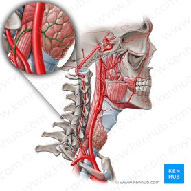 Inferior thyroid artery (Arteria thyroidea inferior); Image: Paul Kim