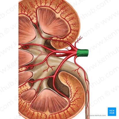 Artéria renal (Arteria renalis); Imagem: Irina Münstermann