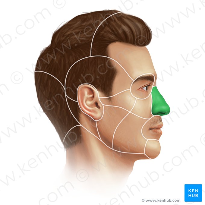 Nasal region (Regio nasalis); Image: Paul Kim