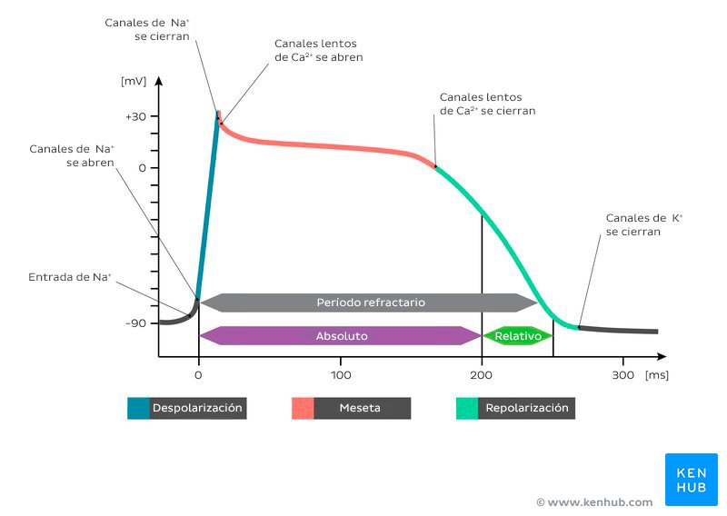 Gráfico de potencial de acción del músculo cardíaco. Período refractario