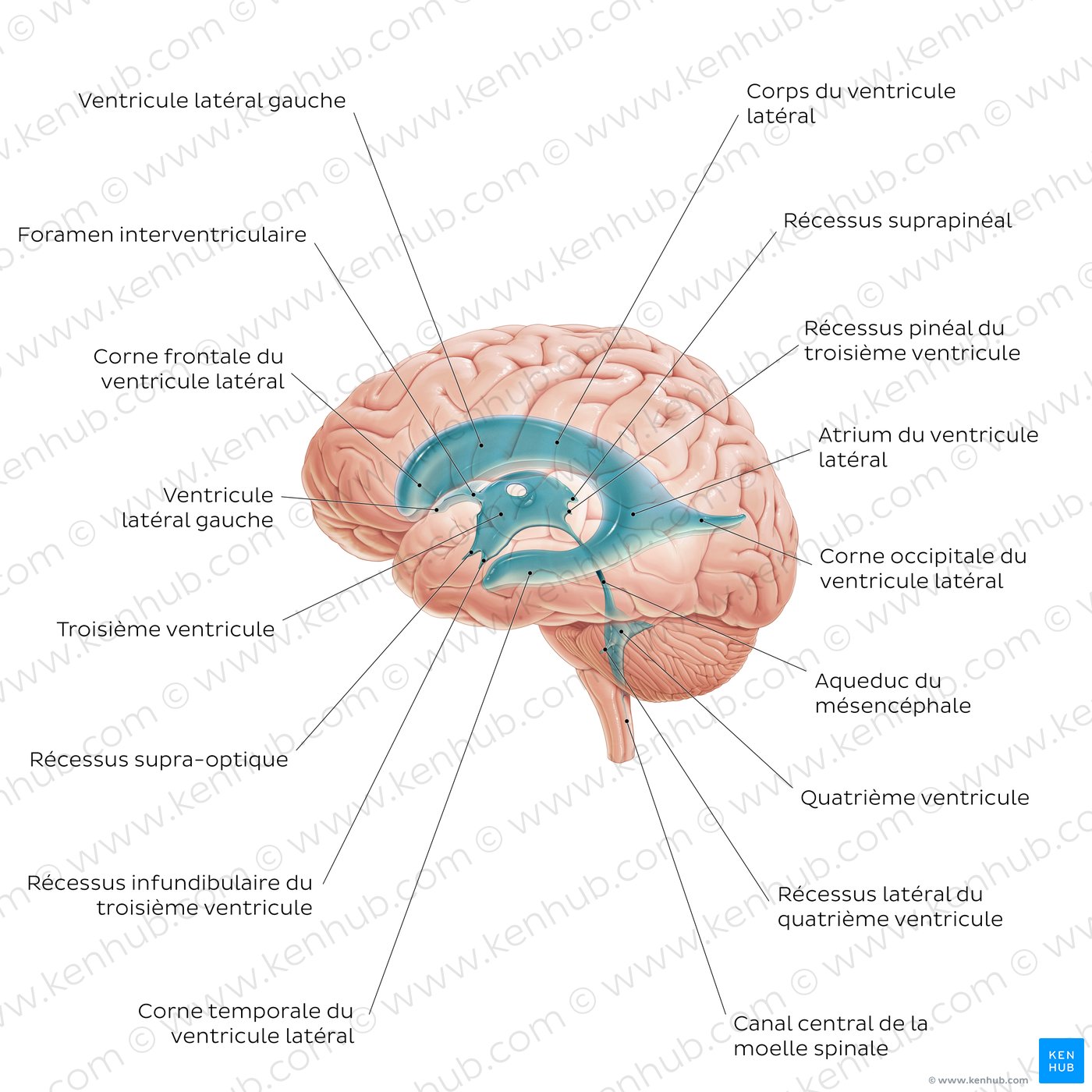 Ventricles of the brain