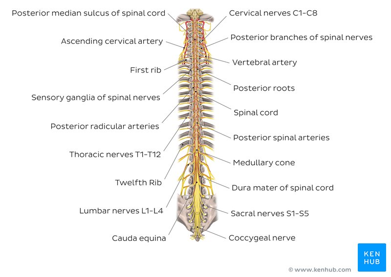 Spinal cord diagram.