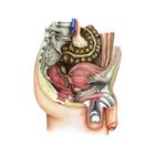 Introduction to the male pelvic cavity