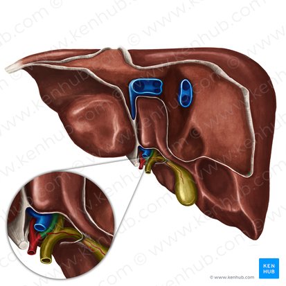 Rama derecha de la arteria hepática propia (Arteria hepatica dextra); Imagen: Irina Münstermann