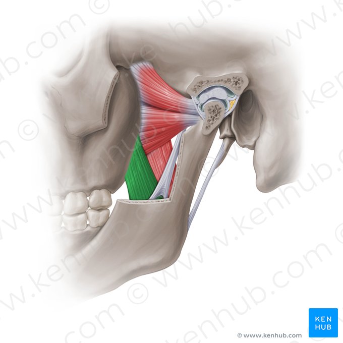 Cabeça superficial do músculo pterigóideo medial (Caput superficiale musculi pterygoidei medialis); Imagem: Paul Kim