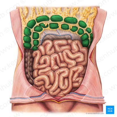 Colon transversum (Querverlaufender Dickdarm); Bild: Irina Münstermann