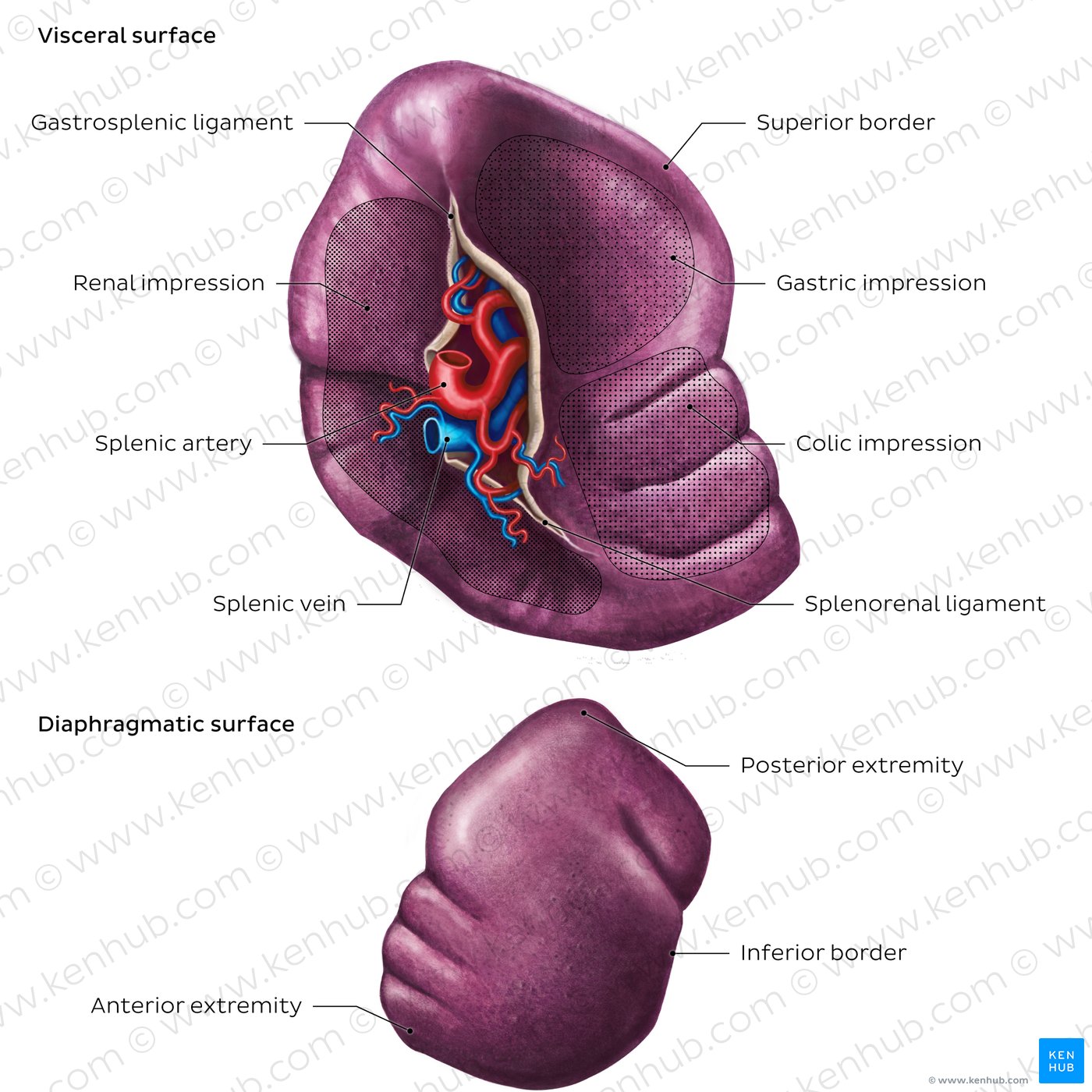 Surface anatomy of the spleen