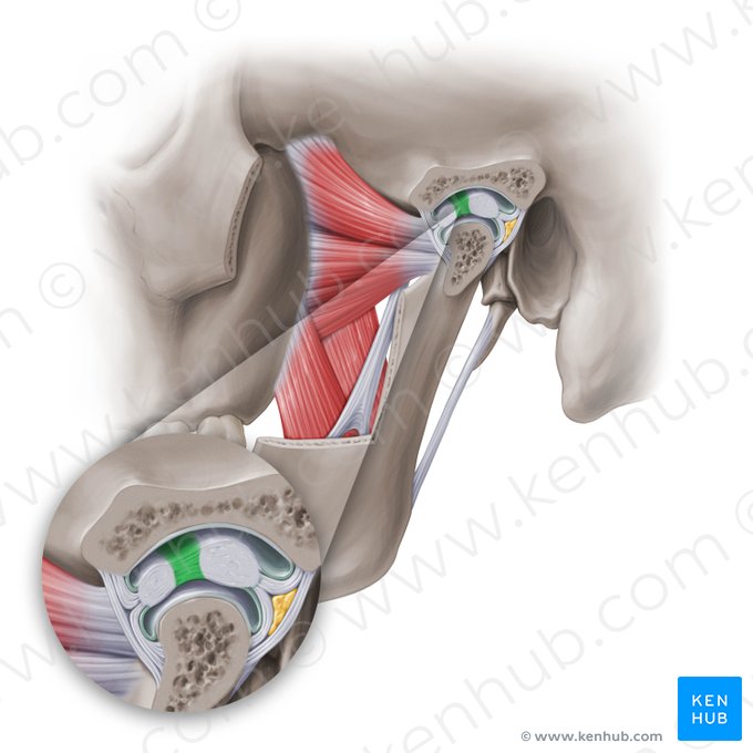 Intermediate zone of articular disc of temporomandibular joint (Zona intermedia disci articulationis temporomandibularis); Image: Paul Kim