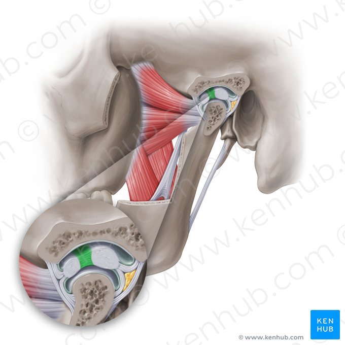 Zona intermedia del disco articular de la articulación temporomandibular (Zona intermedia disci articulationis temporomandibularis); Imagen: Paul Kim