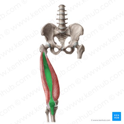 Músculo vasto intermédio (Musculus vastus intermedius); Imagem: Liene Znotina