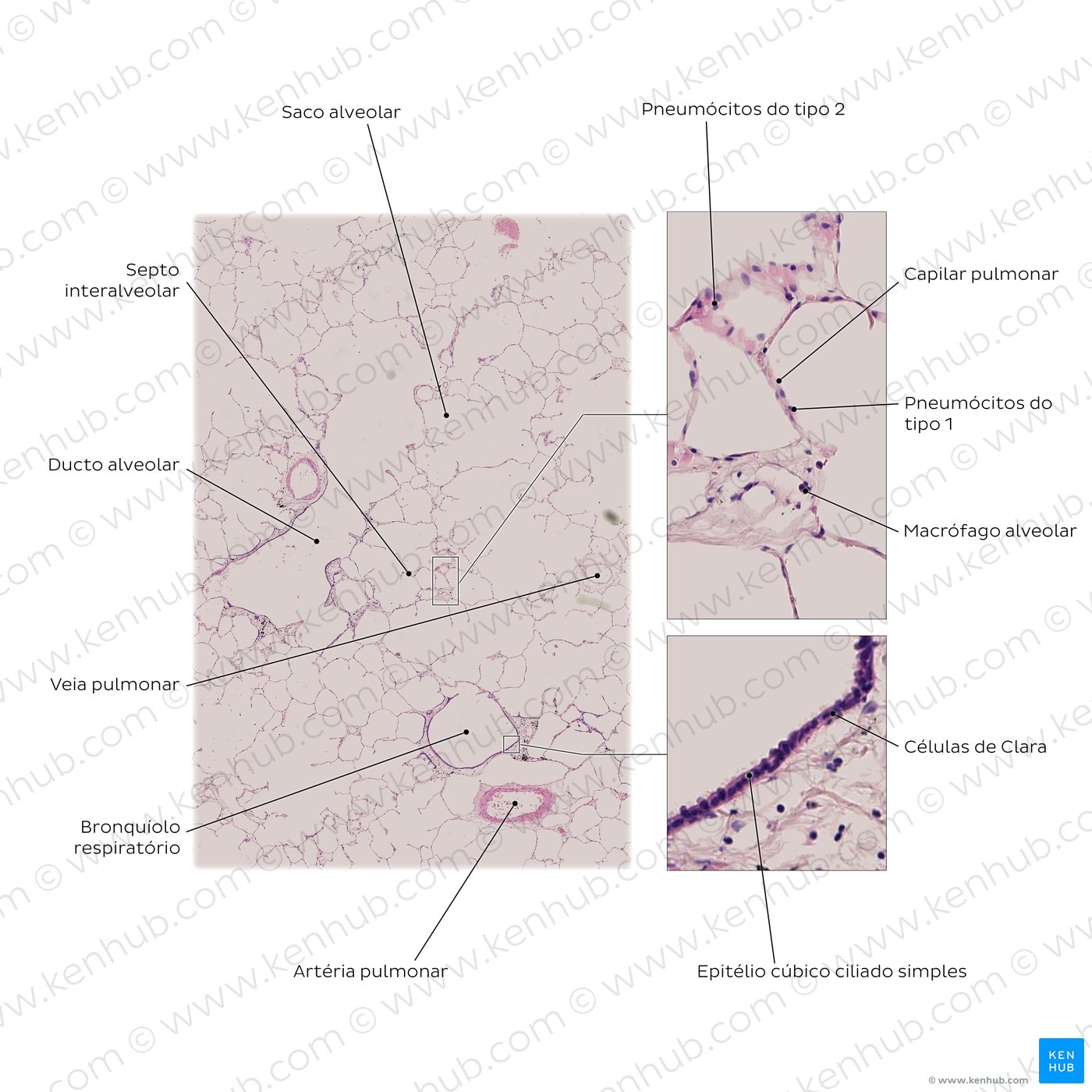 Lung histology