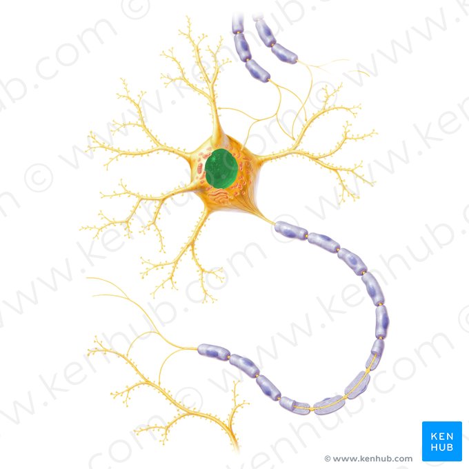 Noyau du neurone (Nucleus neuronalis); Image : Paul Kim