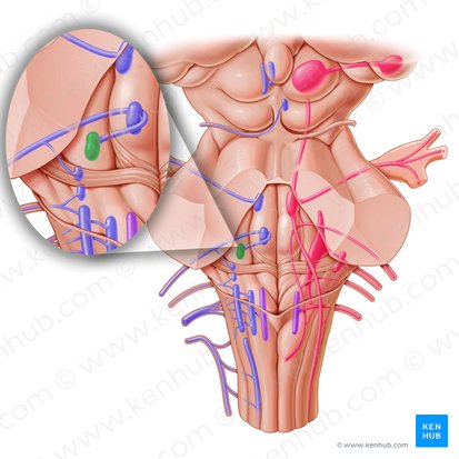 Núcleo motor del nervio facial (Nucleus nervi facialis); Imagen: Paul Kim