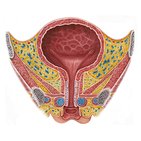 Female urinary bladder and urethra