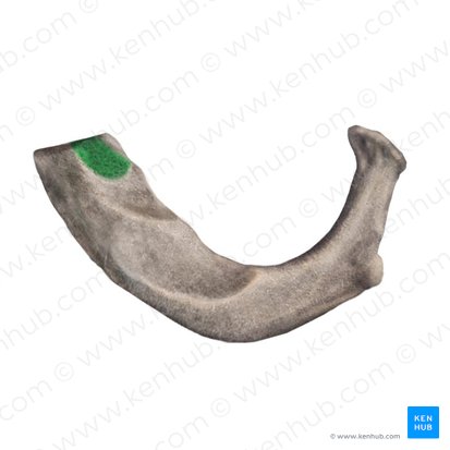 Sulcus musculi subclavii costae 1 (Furche des Unterschlüsselbeinmuskels der 1. Rippe); Bild: Begoña Rodriguez