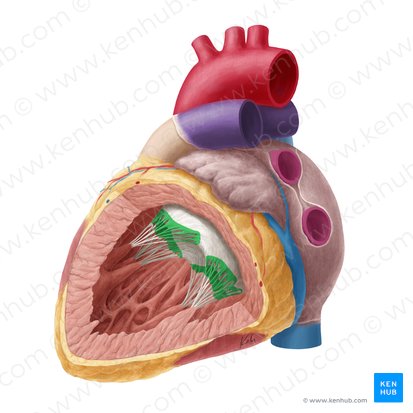 Rough zone of left atrioventricular valve (Zona aspera valvae atrioventricularis sinistrae); Image: Yousun Koh