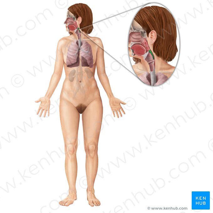 Laringofaringe (Pars laryngea pharyngis); Imagem: Begoña Rodriguez