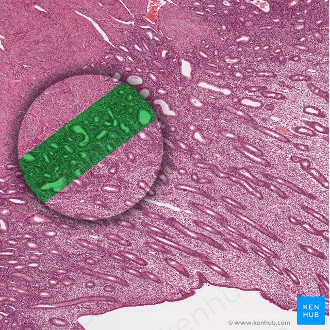 Basal layer of endometrium; Image: 