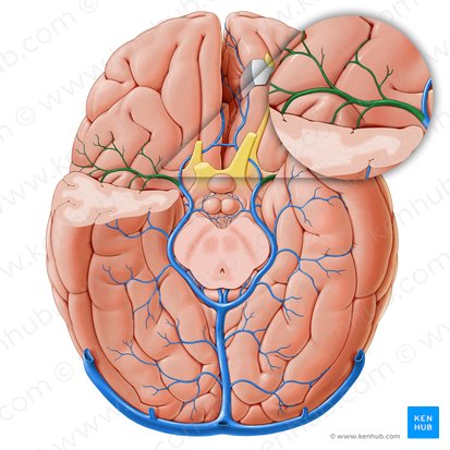 Deep middle cerebral vein (Vena media profunda cerebri); Image: Paul Kim