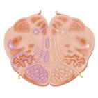 Anatomie interne de la moelle allongée