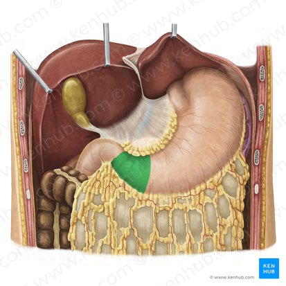 Pyloric part of stomach (Pars pylorica gastris); Image: Irina Münstermann