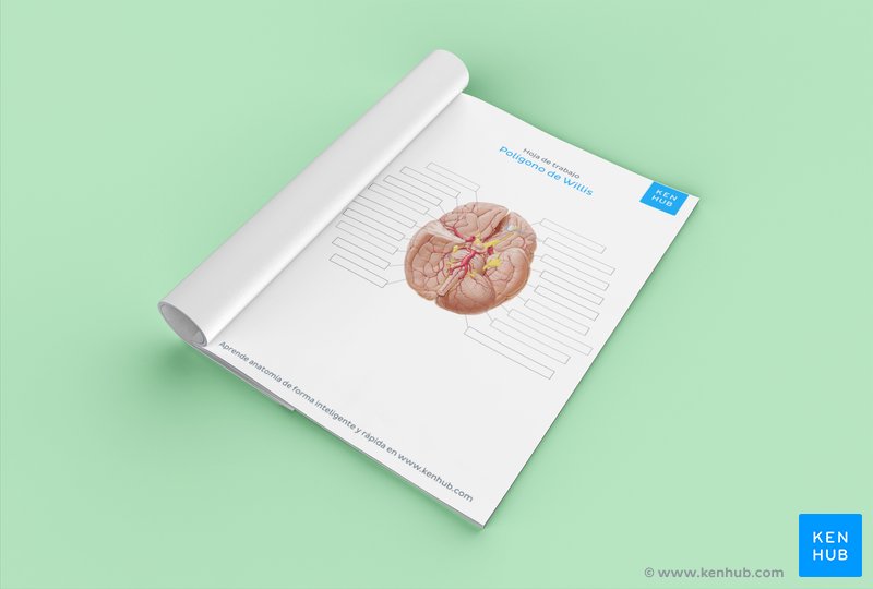 Ejercicios gratuitos en PDF sobre el polígono de Willis.