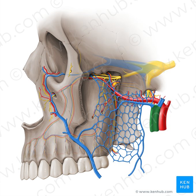 Veia retromandibular (Vena retromandibularis); Imagem: Paul Kim