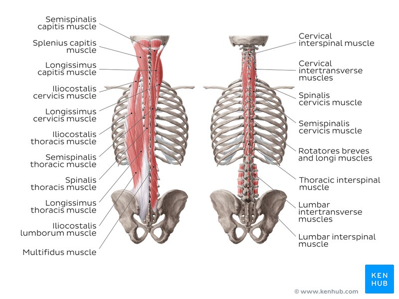 Deep back muscles diagram