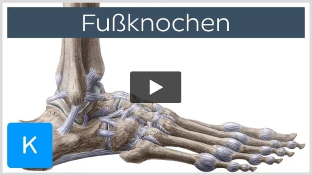 Anatomie: Untere Extremitäten: Unterschenkel: Knochen - AnkiWeb