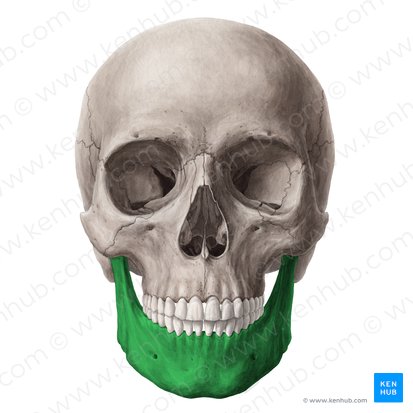 Mandíbula (Mandibula); Imagem: Yousun Koh