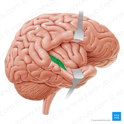 Primary auditory cortex (Cortex auditorius primarius); Image: Paul Kim