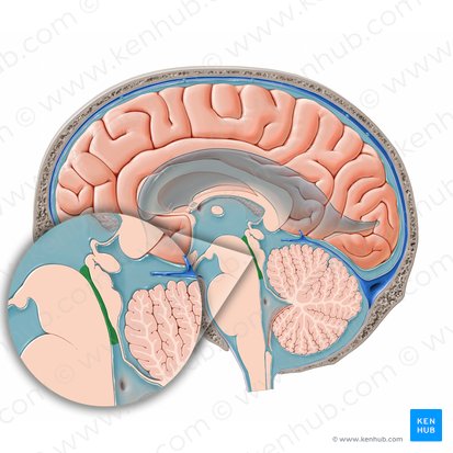 Acueducto mesencefálico (Aqueductus cerebri); Imagen: Paul Kim