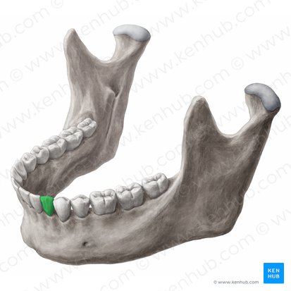 Canino inferior esquerdo (Dens caninus sinister mandibularis); Imagem: 