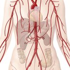 Gastroduodenal artery