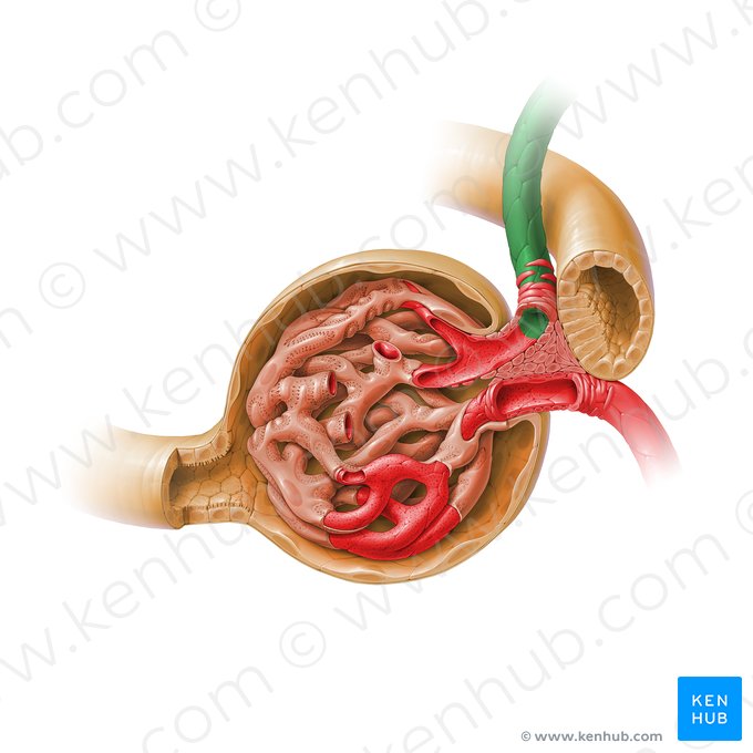 Arteríola glomerular aferente do corpúsculo renal (Arteriola glomerularis afferens corpusculi renalis); Imagem: Paul Kim