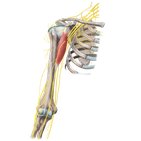 Inervación del brazo y hombro
