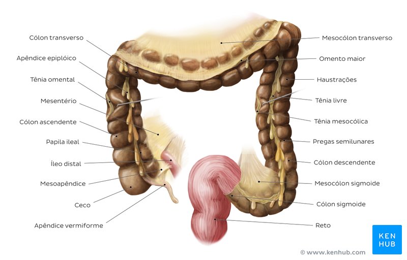 Anatomia do intestino grosso - diagrama