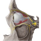 Ophthalmic nerve (CN V1)