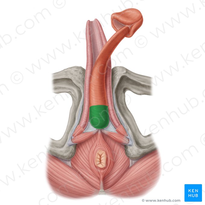 Bulbo del pene (Bulbus penis); Imagen: Samantha Zimmerman