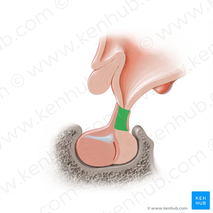 Infundíbulo de la neurohipófisis (Truncus infundibularis); Imagen: Paul Kim