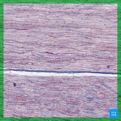 Nervous tissue (Textus nervosus); Image: 