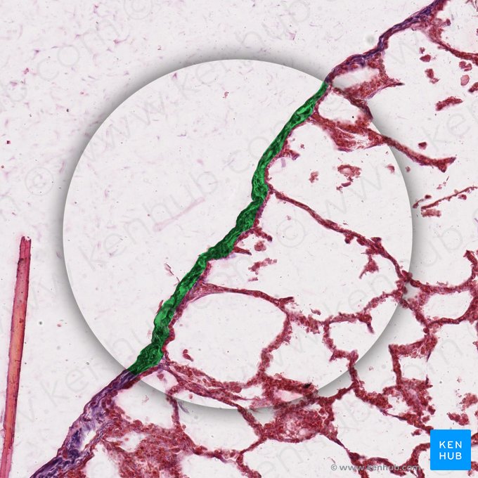 Mesothelium pleurae visceralis (Mesothel des Lungenfells); Bild: 