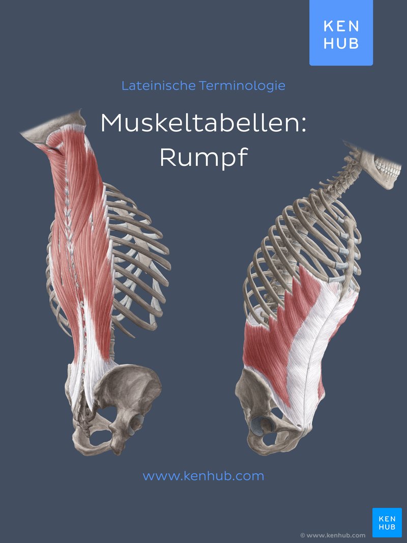 Muskeltabellen: Rumpf