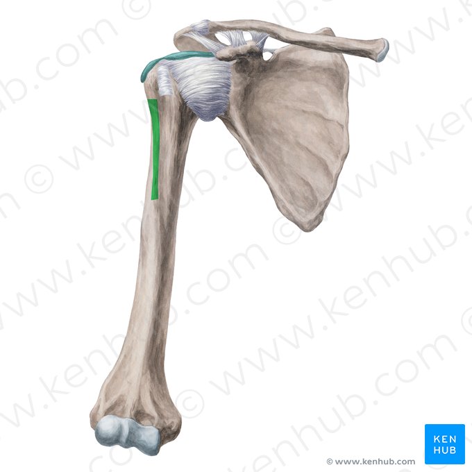 Crest of greater tubercle of humerus (Crista tuberculi majoris humeri); Image: Yousun Koh