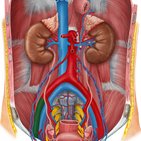 Arteria iliaca externa