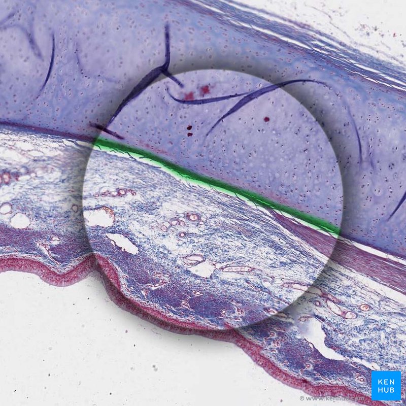 Perichondrium - histological slide