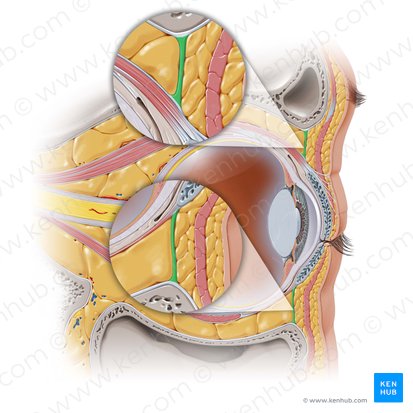 Orbital septum (Septum orbitale); Image: Paul Kim