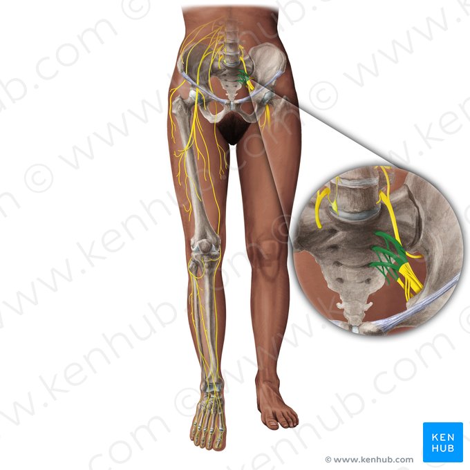 Sacral plexus (Plexus sacralis); Image: Paul Kim