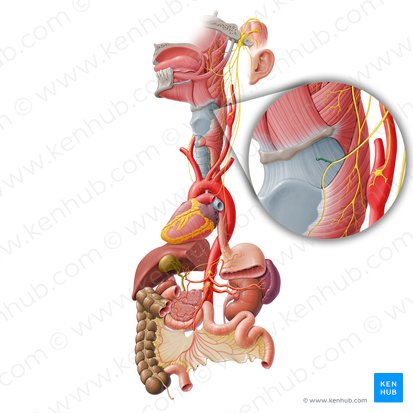 Ramo interno del nervio laríngeo superior (Ramus internus nervi laryngei superioris); Imagen: Paul Kim